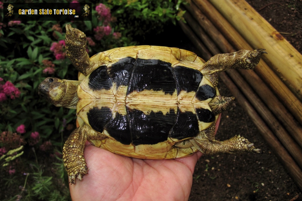 Hermann Tortoise Size Chart